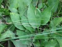 Water Plantain