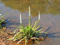 Photo gallery - Water Ribbons