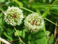 White Clover