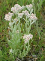 White Cudweed