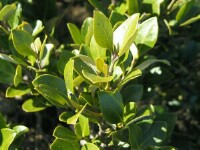 Photo gallery - White Mangrove