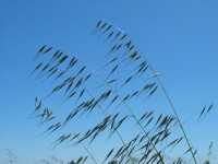 Wild Oats