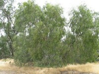 Willow wattle