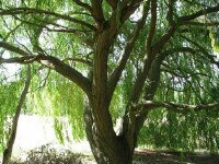 Weeping Willow tree