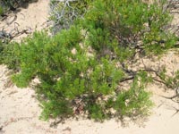 Photo gallery - Wirilda