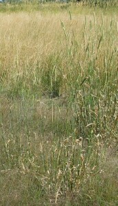 Mature Phalaris plants at the end of the growing season