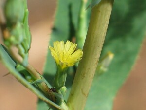 Prickly lettuce flower