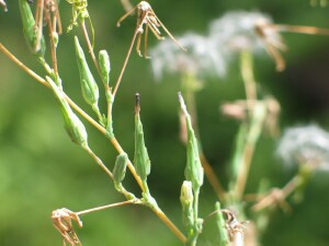 Prickly lettuce flowerbud