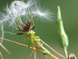 Prickly lettuce fruit