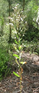 Prickly lettuce plant