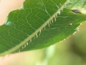 Prickly lettuce spiny margins andlow surface midrib