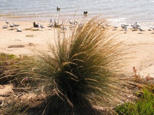 Prickly Spear-grass plant