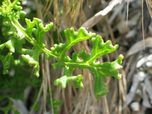 Purple Groundsel leaf