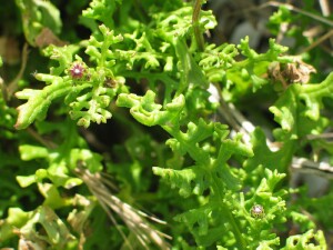 Purple Groundsel leaves