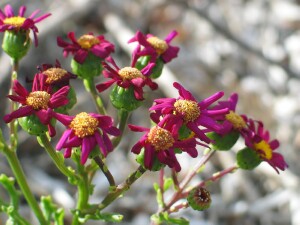 Purple Groundsel plant