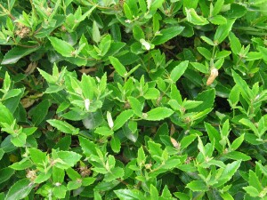 Rare Bitterbush female plant