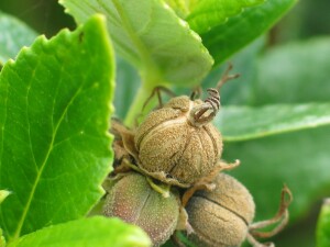Rare Bitterbush ripening fruit