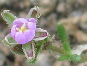 Red Sand-spurrey - flower