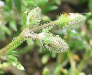 Red Sand-spurrey - flower buds