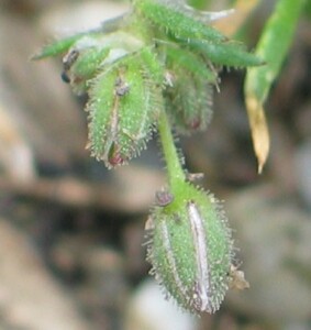 Red Sand-spurrey - flower buds