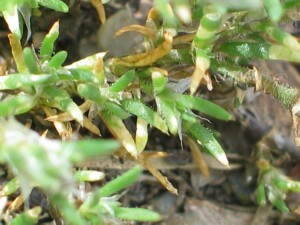 Red Sand-spurrey - leaves