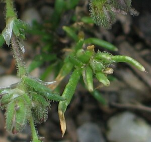 Red Sand-spurrey - leaves