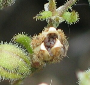 Red Sand-spurrey - capsule with seed