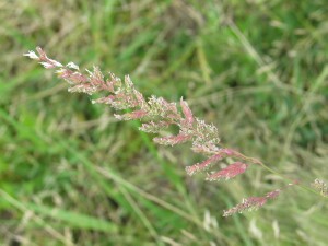 Flower-head of Reed Canary-grass