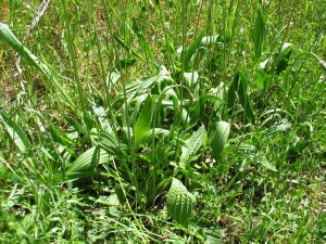 Base of Ribwort plant