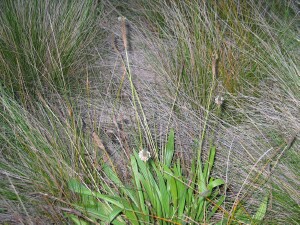 Ribwort plant