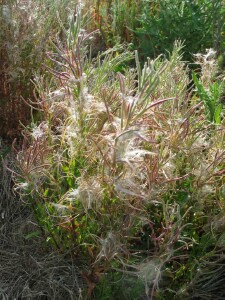 Robust Willow-herb fruiting