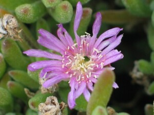 Flower of Rodondo Creeper