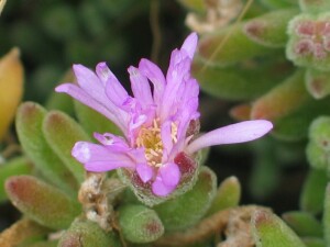 Flower of Rodondo Creeper