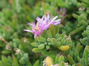 Flowers and leaves  of Rodondo Creeper