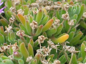 Leaves, hairy stalks and finished flowers of Rodondo Creeper