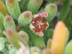 Leaves and fruit of Rodondo Creeper