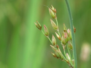 Developing flower-head of Hoary Rush