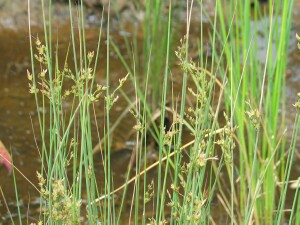 Hoary Rush plants