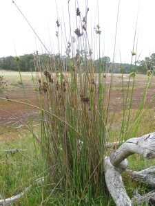 Typical Rush plant