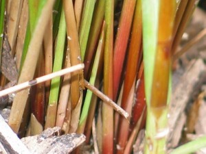 Base of Yellow Rush plant