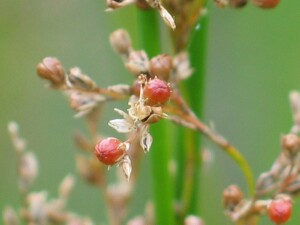 Fruit of Yellow Rush plant