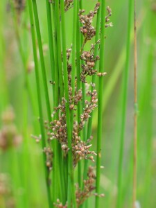 Mature fruit of Yellow Rush plant