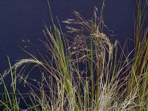 Salt Blown Grass - close