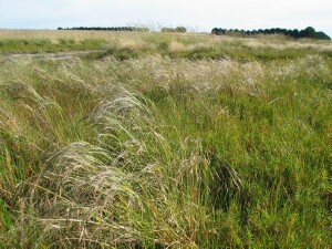 Salt Blown Grass - tussocks