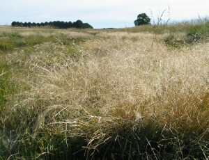 Salt Blown Grass - mature panicle