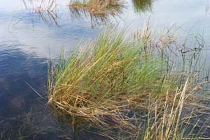 Salt Blown Grass
