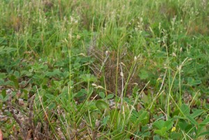 Flower-heads of Salt-lake Tussock-grass
