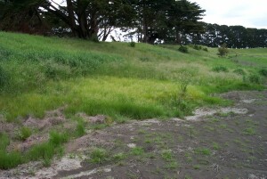 Salt-lake Tussock-grass (lighter green) on the fringe of a salt lake