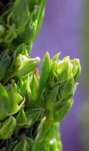 Salt lawrencia flowers