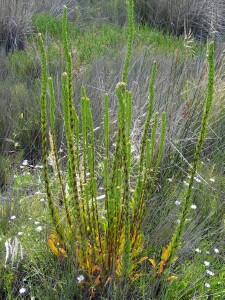 Salt lawrencia new flower spike